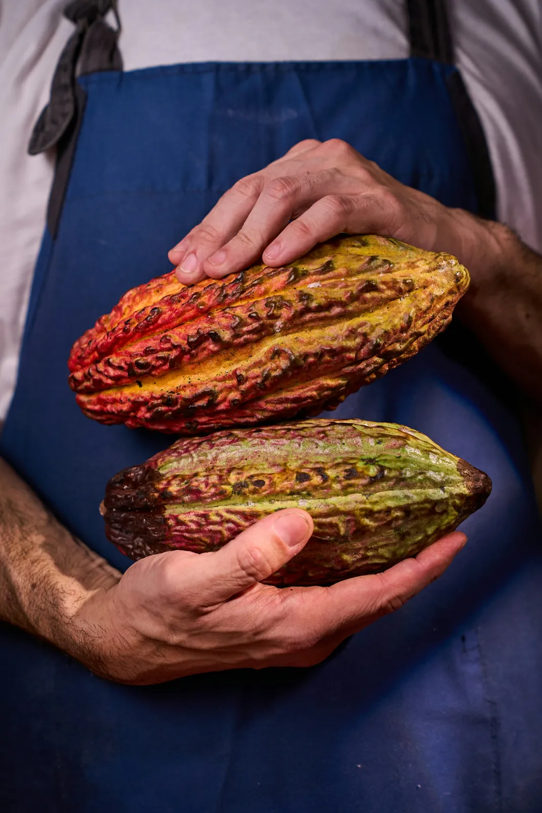 Deux cabosses de cacao tenues à deux mains contre un tablier