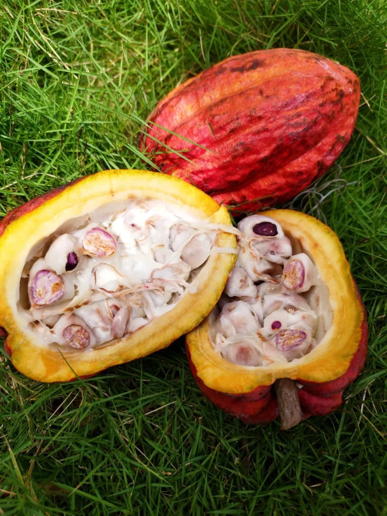 Cabosse de cacao ouverte montrant ses fèves