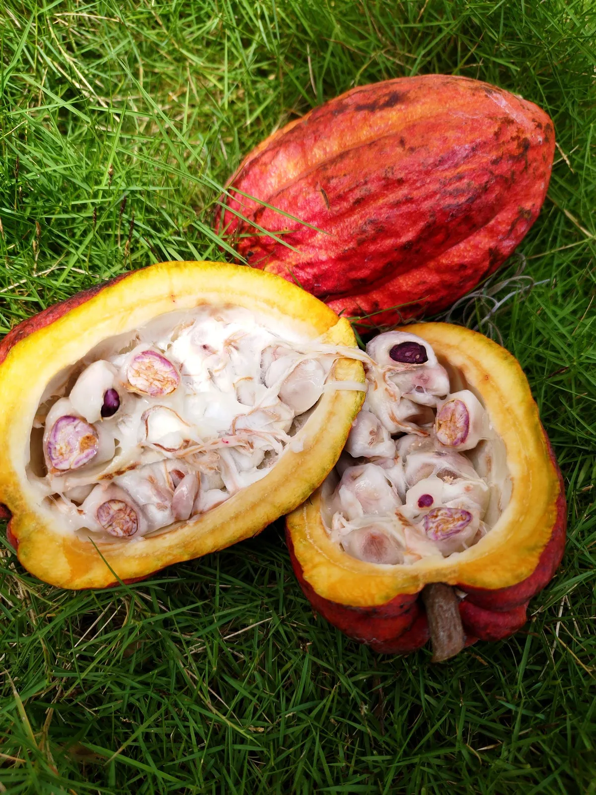 Cabosse de cacao ouverte montrant ses fèves