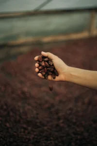Main tenant des fèves de cacao