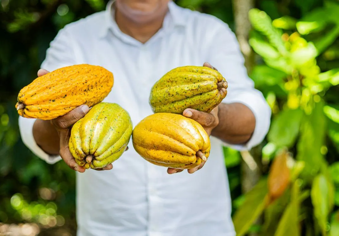 Un producteur tient des cabosses de cacao